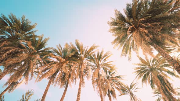 Palm Trees at Sunset Light and Sky