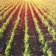 Vineyard Field Panorama at Sunset - VideoHive Item for Sale