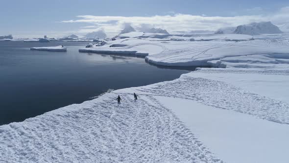 Antarctica Landscape, Penguins Starting To Swim