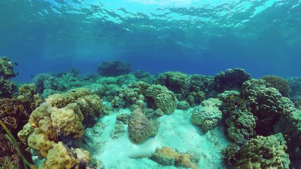 The Underwater World of a Coral Reef. Panglao, Philippines.
