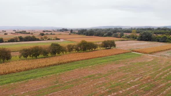 Beautiful agricultural video during a beautiful sunny day. Yellow corn fields on a sunny day with bl