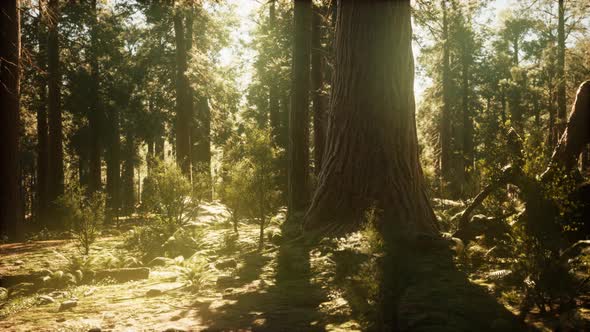 Hyperlapse in Sequoia Forest From Sunrise