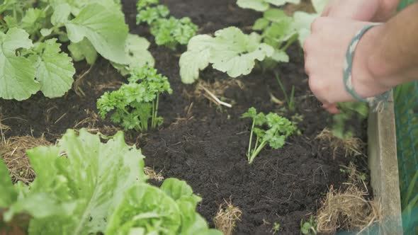 Parley being transplanted into raised garden bed