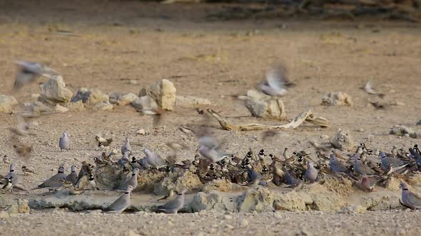 Cape Sparrows And Turtle Doves At A Waterhole