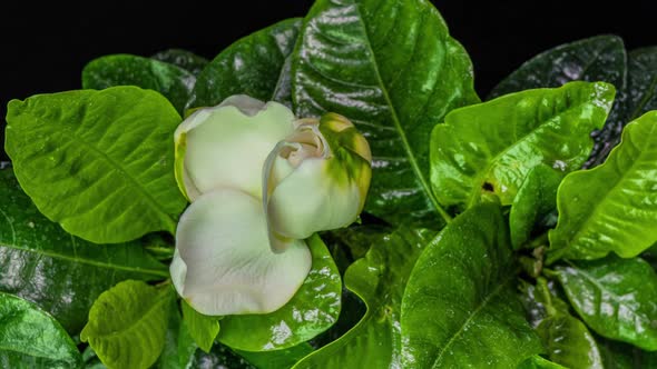 Timelapse of Beautiful White Gardenia Jasmine Flower Blooming on a Background of Green Leaves