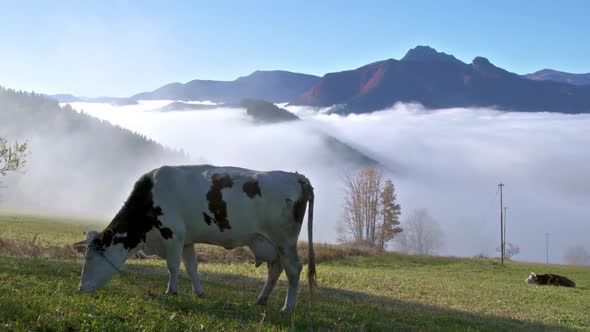 Cow is Feeding Grass on Green Natural Pasture