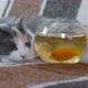 Kitten with an Aquarium - VideoHive Item for Sale