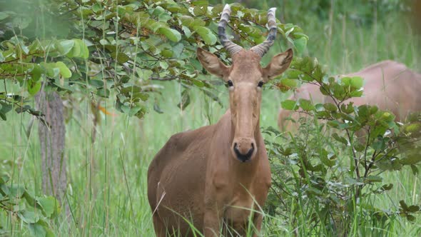 A hartebeest looking towards the camera 