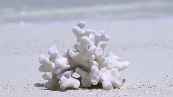 White Coral on Sandy Maldives Beach with Sea Background