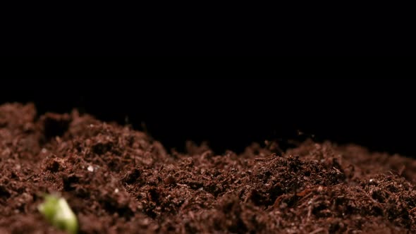 TIME LAPSE - Peas sprouting in soil, studio, black background, tilt up