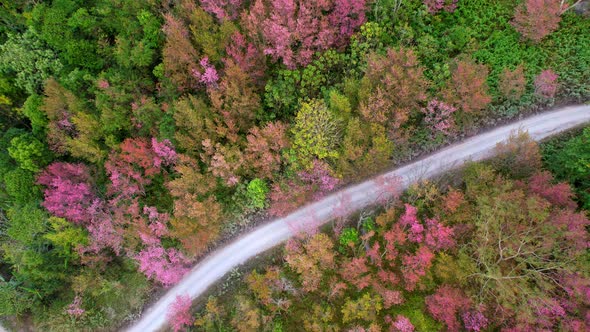 Wild Himalayan Cherry Blossom (Prunus cerasoides) or Thai Cherry flower