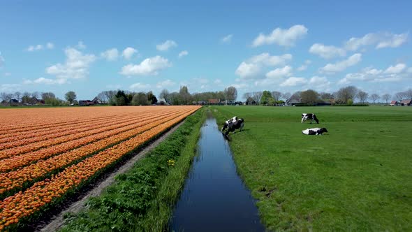 Orange tulip field with black and white cows with nice clouds, aerial