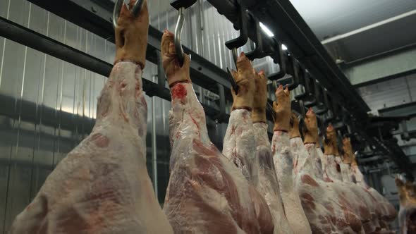 In the Refrigerator Pork Carcasses Hanging on Meat Hooks in a Cold Storage