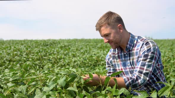 Farmer on Soybean Field Agronomist or Farmer Examining Crop of Soybeans Field