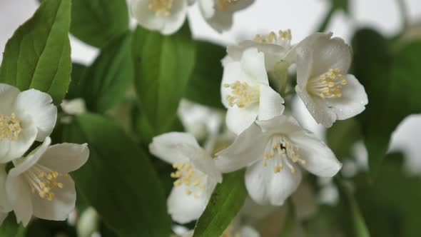 A Branch Of Jasmine