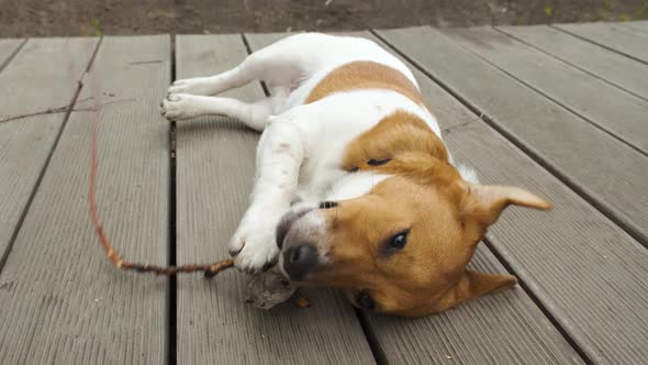 Jack Russell Terrier gnawing a stick close-up. Slow motion