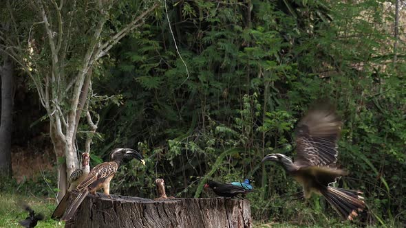 Birds at the Feeder, Superb Starling, Red-billed Hornbill, African Grey Hornbill, Group in flight