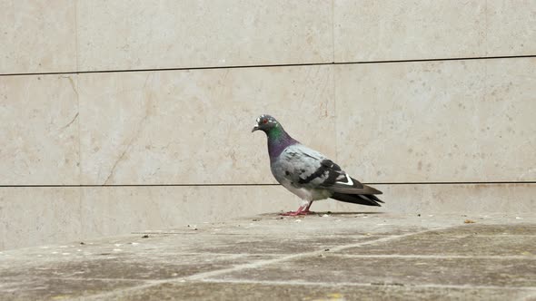 Gray pigeon on the building. Bluish common city dove