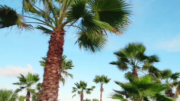 Palm Trees Blowing in the Wind with Sunny Skies