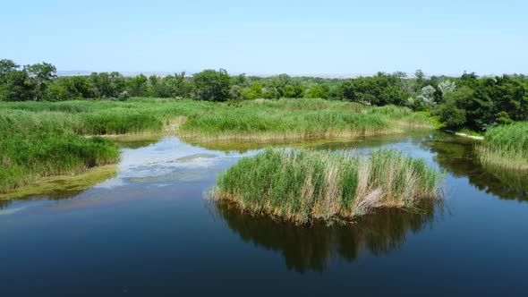 Pampas Grass Inland In The Lake