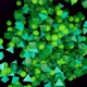 Sprouting green geometric shapes - VideoHive Item for Sale