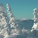 Branches of Snow Firs Slowly Move in Wind at Top of Mountain Range. - VideoHive Item for Sale