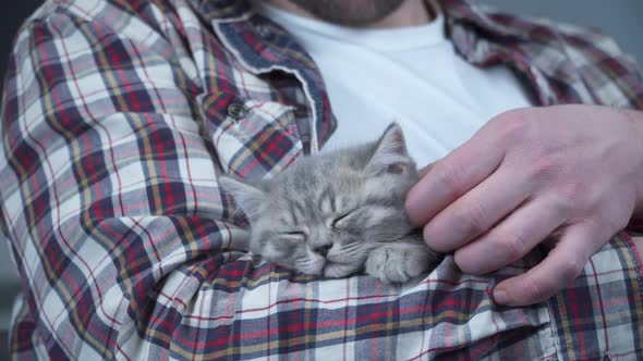 Scottish Straighteared Gray Kitten Sleeps in Arms of Owner of House