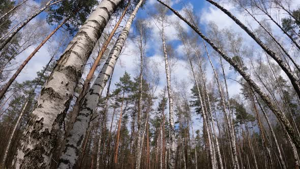 Birch Forest with Birches in the Afternoon