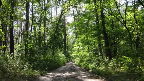 Green Forest with Trees By Day