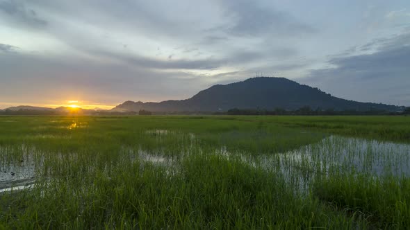 Timelapse dramatic sunrise over green paddy field