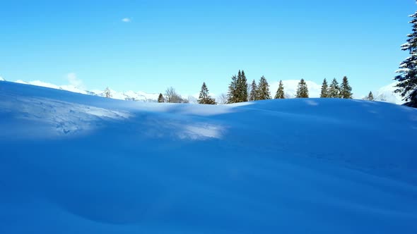 Snow fields with blue sky and pine trees shoot during day time