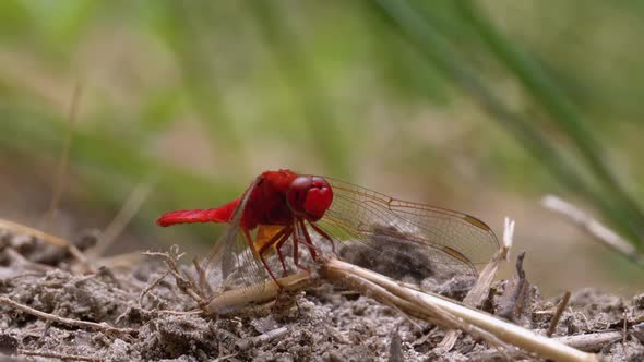 Red Dragonfly Close-up. Dragonfly Sitting on the Sand at a Branch of the River