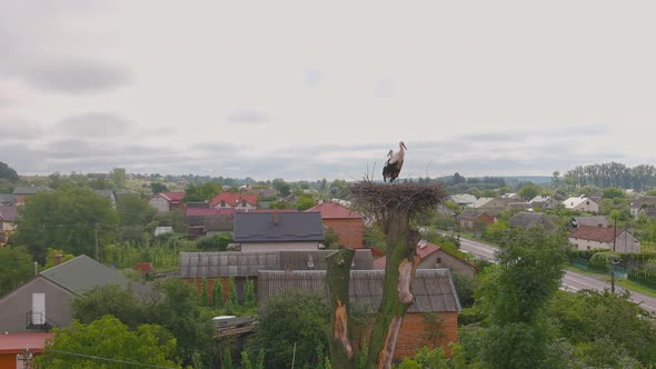 White Stork with Red Beak and Black Wings in Nest on a Tree