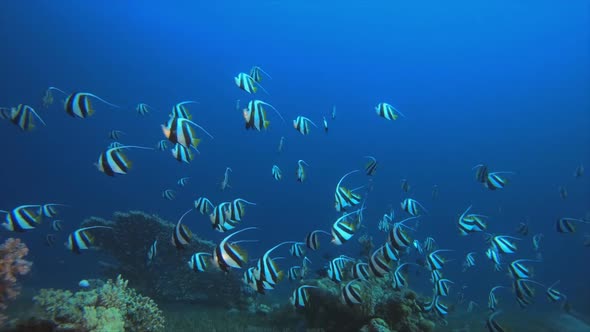 Underwater Blue Sea Water Banner-Fish