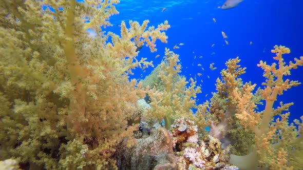 Soft-Hard Corals Colorful Fish