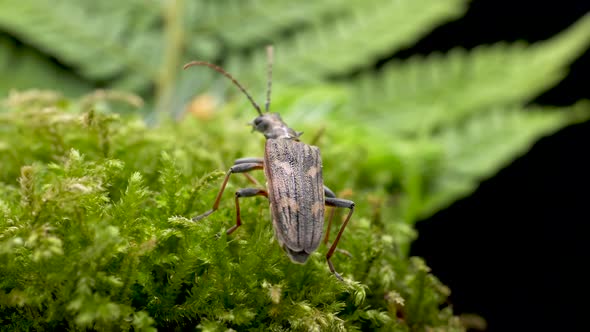 Two-banded Longhorn Beetle Walking On The Green Plant In The Forest Then Fly Away. - close up