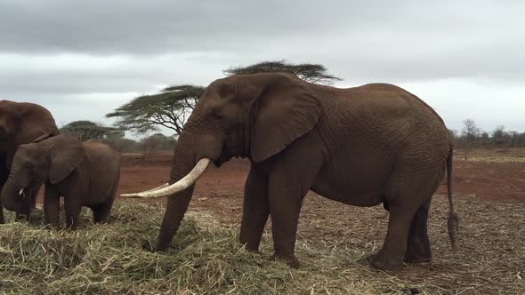 A large group of elephants, Loxodonta africana including a bull forage during winter at Zimanag Priv