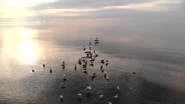 AERIAL: Flying Over Sea Birds During Golden Hour