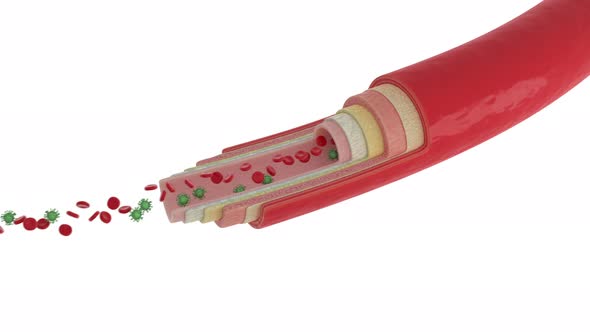 The anatomical examination process has detected the virus particles in the blood alt