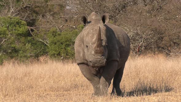 A wild Southern White rhino stops to look towards camera then continues on its way.