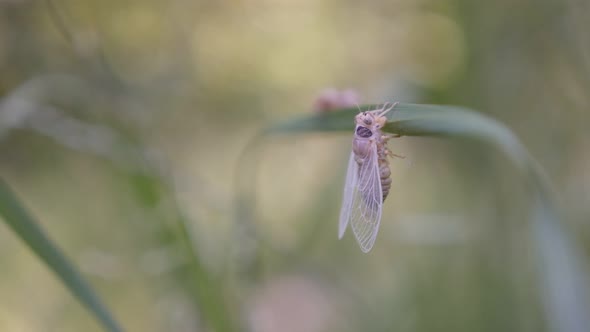 Shallow DOF Cicada Cicadoidea Hemiptera resting on grass after molting 4K footage