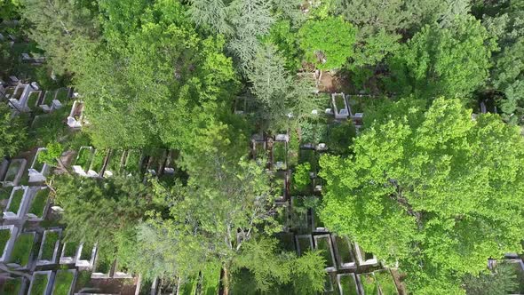 Cemetery Between Trees alt
