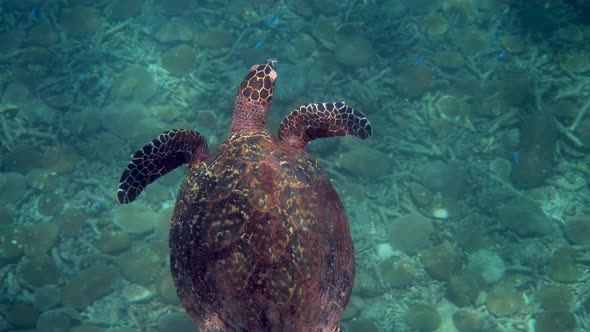 Hawksbill Sea Turtle at the Thailand Seen While Diving and Snorkeling Underwater