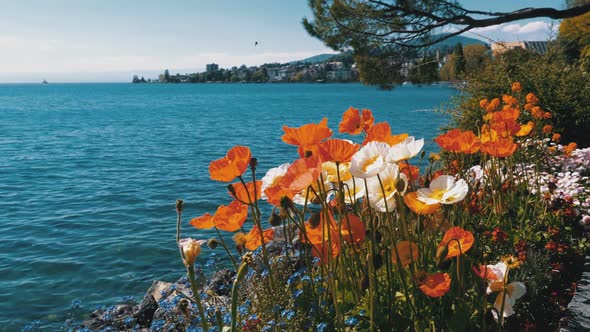 Colorful Poppies Blooming Against Lake Geneva and Mountain Hills Switzerland, Montreux.