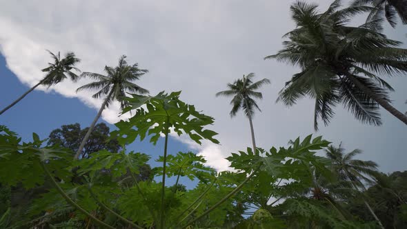 Slow tracking the papaya leaves with coconut trees