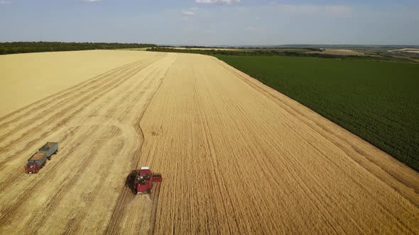 Aerial View Combine Harvester Gathers the Wheat Crop. Wheat Harvesting Shears. Combines in the Field