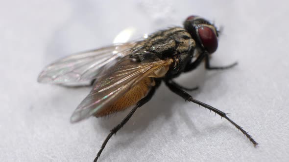 Domestic Fly In Detail