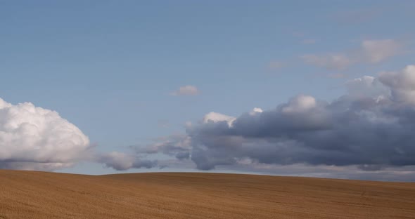 Yellow Wheat Field On A Background Of Sky With White Clouds