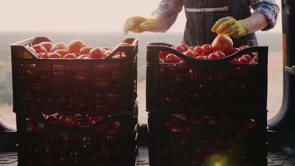 Farmer Examines the Tomatoes That Are in the Drawers in the Trunk of a Car