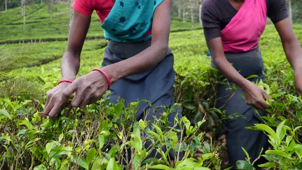 Closeup Of Woman Hands Picking Tea Leaves On Ceylon Tea Plantation